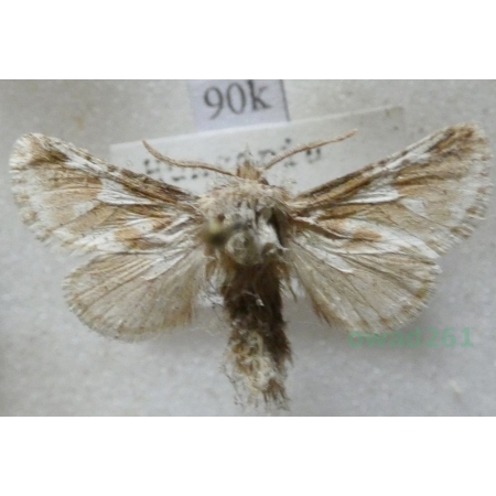 Dyspessa ulula (Borkhausen, 1790) Hungaria90k